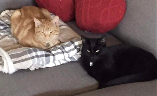 N.Berry Ginger nut & Walt